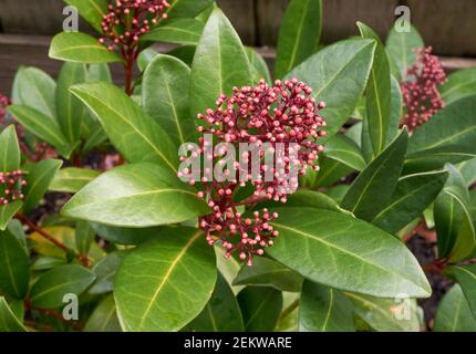 Primo piano di Skimmia japonica Rubella o giapponese Skimmia rosso bacche e foglie in inverno, Vancouver, British Columbia, Canada Foto Stock