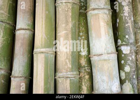 tessitura secca di bambù con una grande dimensione che è pronta per l'edificio foundation. dettagli della pelle secca di bambù verde. Foto Stock