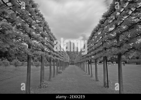 una fila di piante coltivate, poste in linea retta, infrarosso, bianco e nero, monocromatico, astratto, giardino, natura, artistico Foto Stock