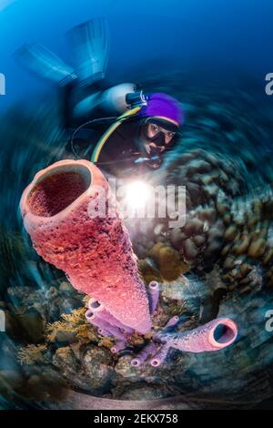 Tuffatore che splende la luce sopra il tubo corallo su Bonaire, Antille di Leeward Foto Stock