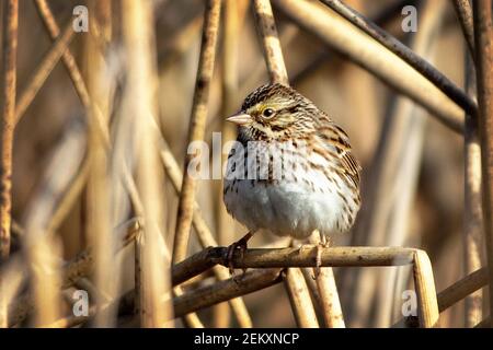 Il passero di Savannah (Passerculus sandwichensis) è un piccolo passero del nuovo mondo Foto Stock