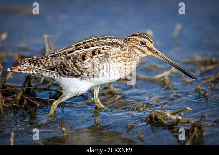 Il cecchino di Wilson (Gallinago delicata) al Merced National Wildlife Refuge, California Foto Stock