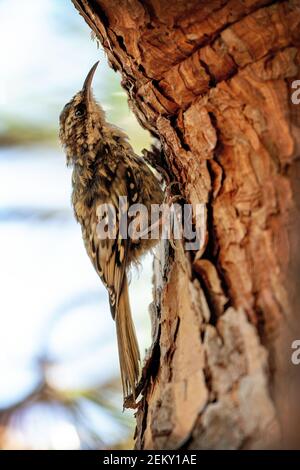 Un cresino marrone (Certia americana) uccello a Woodside, California Foto Stock