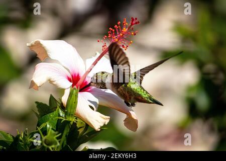 Un colibrì di Allen (Selasforo sasin) a Santa Barbara, California Foto Stock