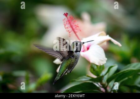 Un maschio di Anna Hummingbird (Calypte anna) a Santa Barbara, California Foto Stock