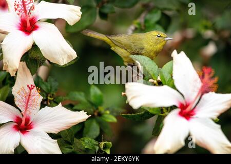 Un Warbler incoronato d'arancia (Leiothlypis celata) a Santa Barbara, California Foto Stock