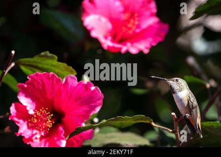 Un colibrì di Allen (Selasforo sasin) a Santa Barbara, California Foto Stock