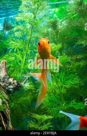 Acquario nativo duro pesce di oro fantasia, Red Fantail Foto Stock