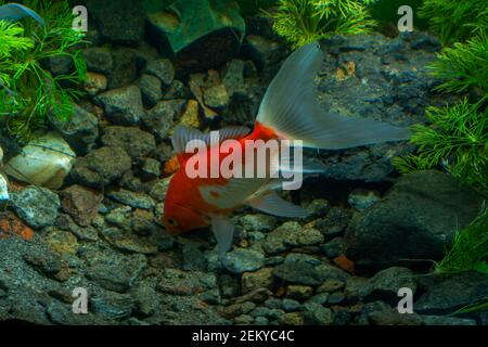 Acquario nativo duro pesce di oro fantasia, Red Fantail Foto Stock