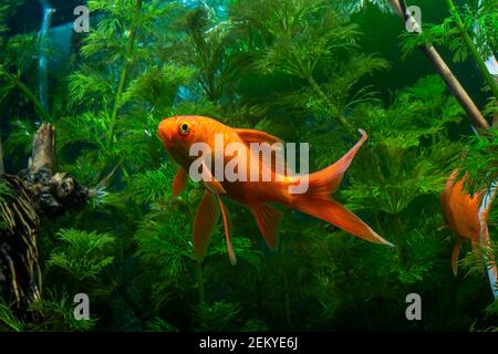 Acquario nativo duro pesce di oro fantasia, Red Fantail Foto Stock