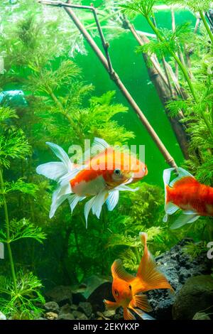 Acquario nativo duro pesce di oro fantasia, Red Fantail Foto Stock