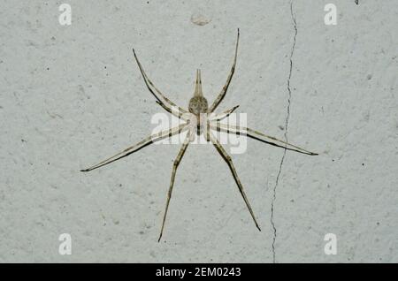 Albero tronco Spider, Famiglia Hersiliidae, camuffato su muro, Klungkung, Bali, Indonesia Foto Stock