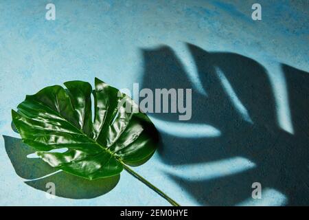 Trama di fondo in blu con foglia di monstera e ombra dura da monstera. Foto Stock