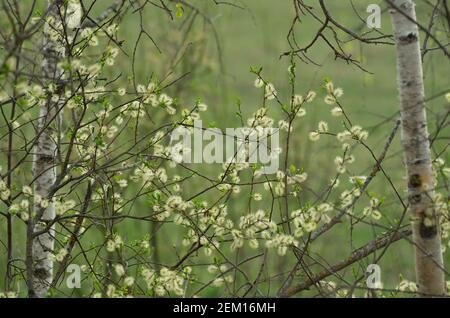 Lanuginose catkins di salice in primavera tra due birches dentro lo sfondo Foto Stock