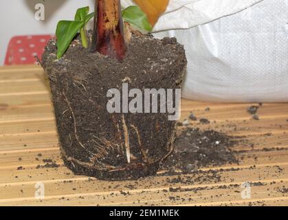 In porcess di repotting Banana pianta indoor - sano e. radici vigorose Foto Stock