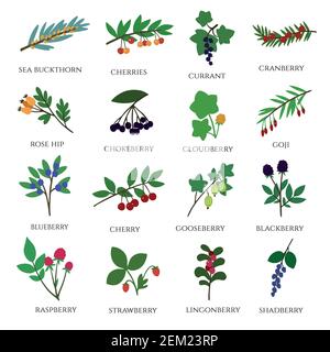 Grande set di vari frutti di bosco. Disegno a mano. Illustrazione Vettoriale