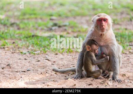 Scimmia madre e scimmia bambino nel parco