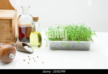 Una scatola con crescione di micro verdi in crescita, oli vegetali, sale e pepe sul tavolo da cucina, concetto di cibo sano Foto Stock