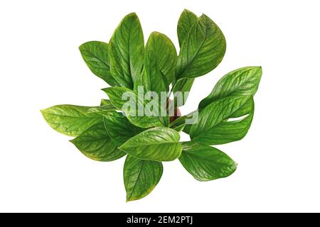 Vista dall'alto della pianta esotica 'Monstera Pinnatipartita' con foglie giovani senza fenestrazione isolata su sfondo bianco Foto Stock