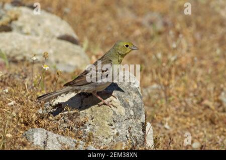 Cinereous Bunting (Emberiza cineracea) Foto Stock