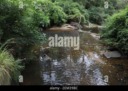 Il Waterhole di Browns nel Parco Nazionale di Lane Cove, North Epping, Sydney, NSW, Australia. Foto Stock