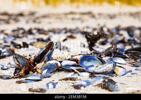 Le conchiglie di Mussel rotte si sono arate su una spiaggia sul Western Seaboard di Città del Capo Foto Stock