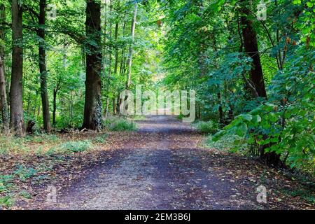 Il percorso nella foresta Foto Stock