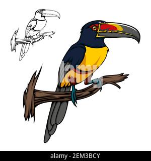 Aracari uccello toucan seduto su ramo albero, vettore animale cartone animato. Tour tropicale esotico della foresta amazzonica con piume gialle, rosse e nere e lar Illustrazione Vettoriale