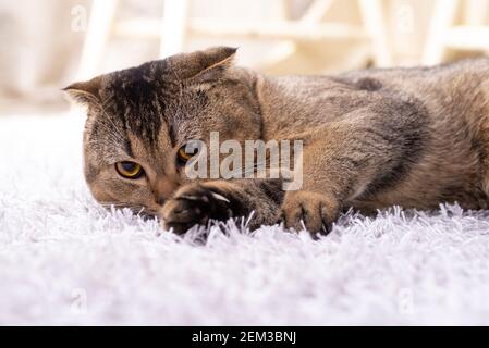 Scotch piega gatto nel soggiorno vicino al tavolo da pranzo. Foto Stock