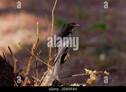 Il Drongo a coda di forchetta è un uccello comune e diffuso delle savane e dei boschi aperti. Sono territoriali e monogami e difendono la loro area Foto Stock