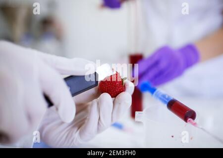 Primo piano delle mani dello scienziato con i guanti taglia parte della fragola con un bisturi in laboratorio mentre si ha un'iniezione con liquido rosso davanti. Foto Stock