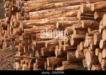 Tessitura di tronchi di alberi e pini impilati, abbattuto, tagliato, dall'industria del legno, nelle foreste che circondano le pendici del Moncayo, il monte più alto Foto Stock