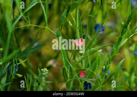 Vetchling d'erba, Lathyrus nissolia, della famiglia Fabaceae foglie lunghe, lineari, graminacee e fiori rosa rossastro Foto Stock