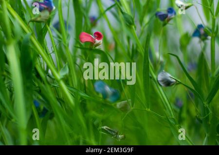 Lathyrus nissolia, della famiglia Fabaceae foglie lunghe, lineari, erbacee e fiori rosa rossastro o vetchling di erba Foto Stock