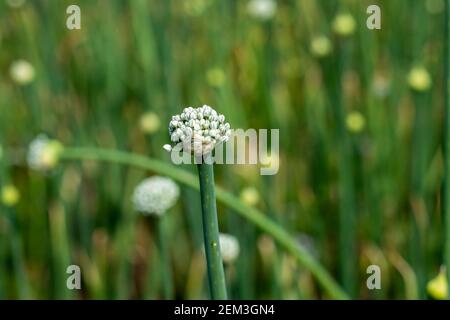 Le piante di cipolla producono fiori pronti per l'impollinazione e la produzione di semi. Cipolla ha boccioli di fiori Foto Stock