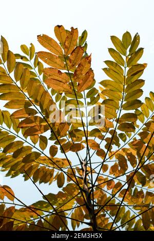 Le foglie di prugna di poro sono piccole, alternate, portate su steli anche noto come mombin giallo o prugna di poro è una specie di albero e le foglie sono pinnate Foto Stock