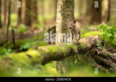 Piccolo cucciolo di lince in piedi su un tronco di albero caduto mussoso sulla foresta Foto Stock