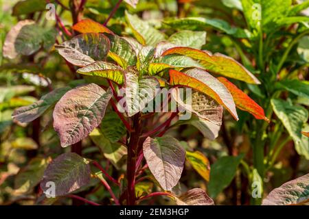 Ci sono quattro specie principali che sono coltivate come verdure. Le foglie e i gambi di Amaranth vengono comunemente consumati dopo la cottura Foto Stock