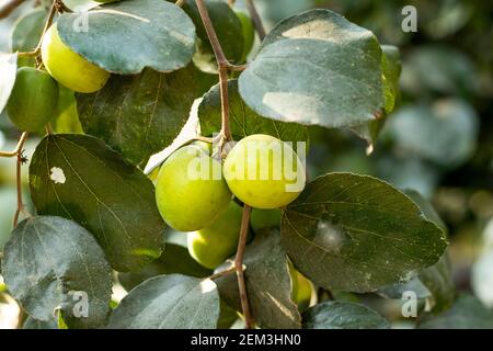 Specie di alberi di frutta tropicali appartenenti alla famiglia Rhamnaceae. Ziziphus mauritiana, conosciuto anche come jujibe indiano, è un albero polivalente Foto Stock