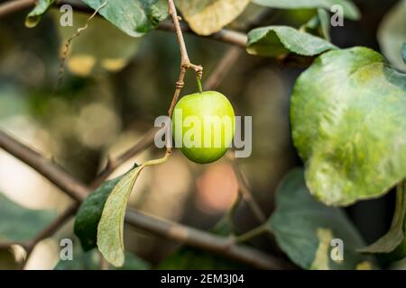 Ziziphus mauritiana, conosciuto anche come jujube indiano è un albero polivalente coltivato principalmente per i suoi frutti specie di alberi di frutta tropicali Foto Stock
