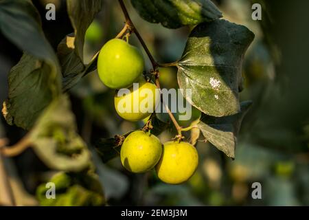 Ziziphus mauritiana è una specie di alberi polivalente appartenente alla famiglia delle Rhamnaceae Foto Stock