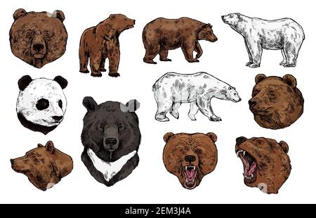 Abbozzo vettore orso con teste di animale predatorio. Selvaggi grizzly e panda, orsi neri marroni, polari e asiatici con museruola arrabbiata, bocca aperta e affilata Illustrazione Vettoriale