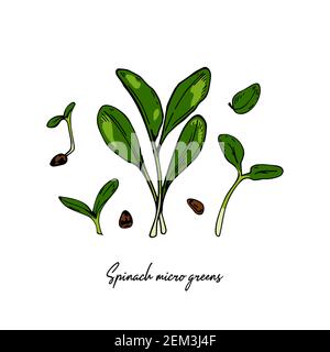 Set di micro green di spinaci disegnati a mano. Illustrazione vettoriale in stile di schizzo colorato isolato su sfondo bianco Illustrazione Vettoriale