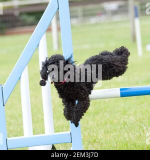 il piccolo poodle fa agilità Foto Stock