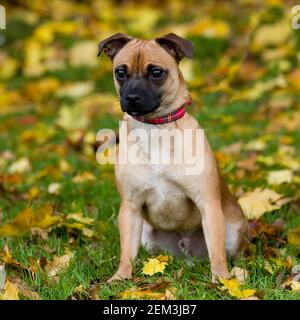 Puggle Foto Stock