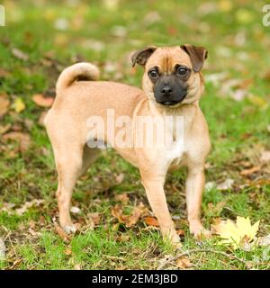 Puggle Foto Stock