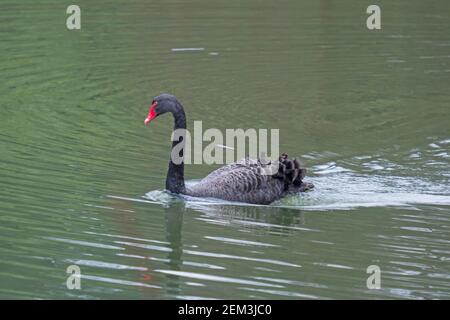 Scarso cigno nero che nuota attraverso un lago a Woburn, Inghilterra Foto Stock