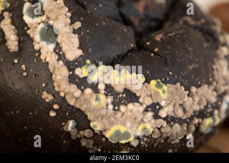 Penicillium expansum e Monilinia fruttigena che crescono sulla superficie del vento cuocendo brambly mela molto decaduto da hyphae di muffa Foto Stock