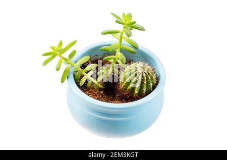 Vari tipi di piccoli succulenti e cactus fatti in casa in un vista dall'alto del vaso blu isolato su sfondo bianco Foto Stock