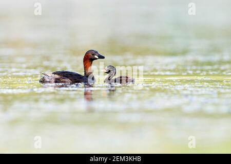 Piccolo gressere (Podiceps ruficollis, Tachybaptus ruficollis), adulto che nuota su un lago con pulcino, Germania Foto Stock